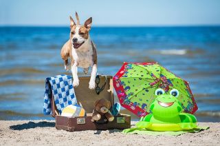 Přehřátí psa (Hypertermie), první pomoc. 🚨 Letní sezóna s sebou přináší nejen slunce ☀️ a radovánky, ale i nebezpečí pro...