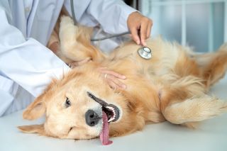 Pyometra neboli zánět dělohy, je strašák všech majitelů psů, rozhodli jsme se proto připravit článek kde naleznete...