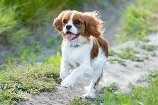 Luxace patelly - čéšky Je stav, při kterém se čéška vykloubí neboli vypadne mimo jamku stehenní kosti. Luxace patelly je...